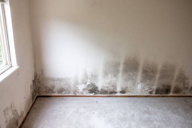 Best Mold-Related Health Consultation  in East Point, GA