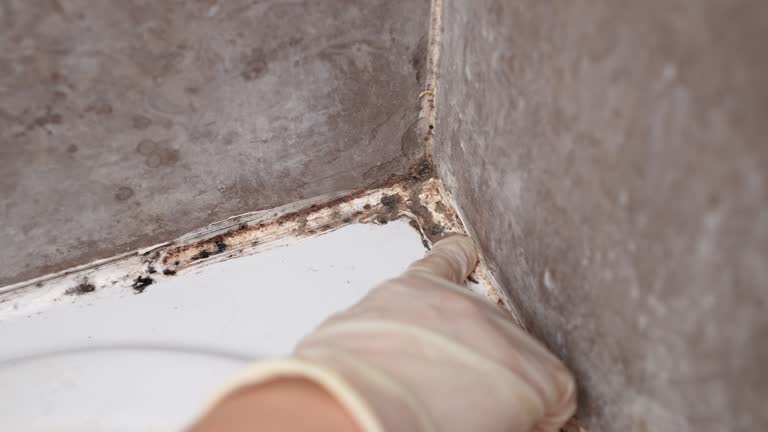 Trusted East Point, GA Mold Removal Experts